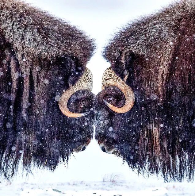 Two musk oxen face off in Dovrefjell–Sunndalsfjella National Park in Norway in March 2024. The males go head to head to measure their strengths against one another. (Photo by Christain Surber/Solent News & Photo Agency)