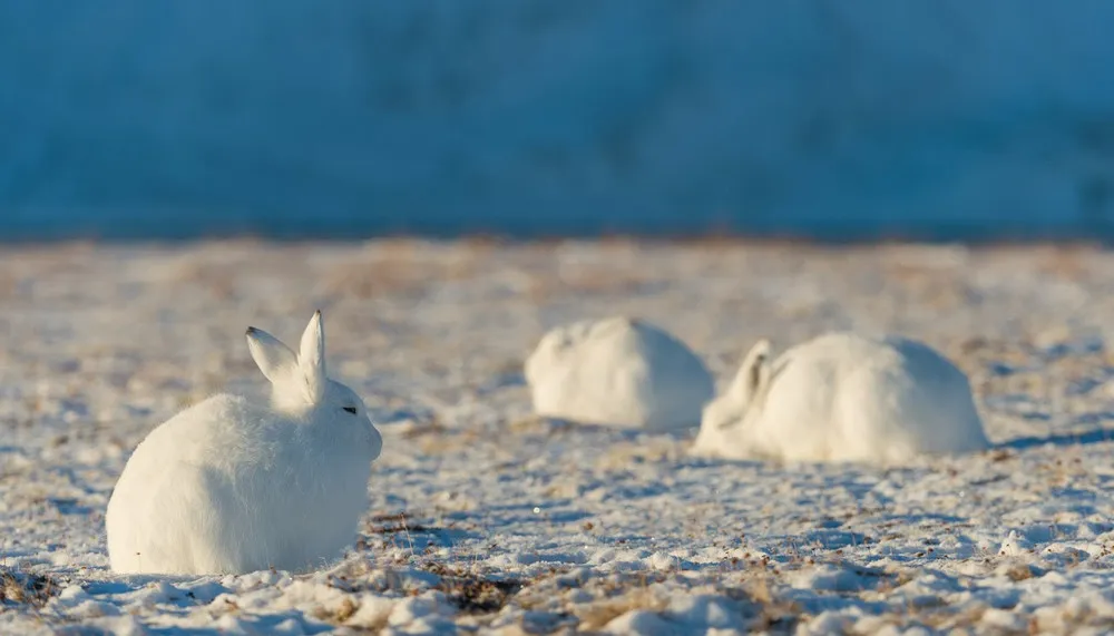 Arctic Hare