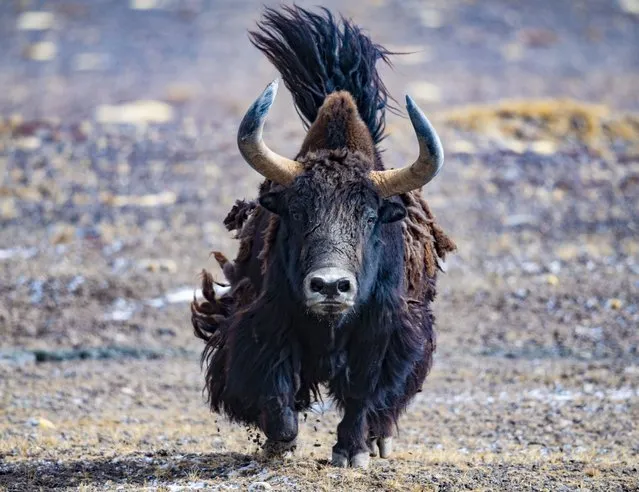 A wild yak is pictured at the Qiangtang National Nature Reserve in southwest China's Tibet Autonomous Region, September 25, 2021. (Photo by Xinhua News Agency/Rex Features/Shutterstock)