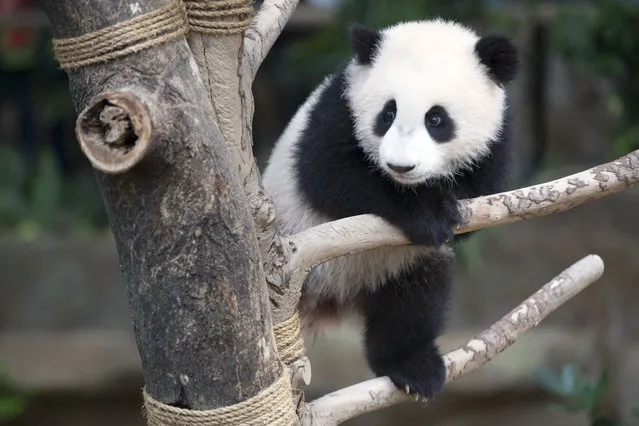 Seven-month old female giant panda cub Nuan Nuan plays inside the panda enclosure at the National Zoo in Kuala Lumpur, Malaysia, Thursday, April 7, 2016. (Photo by Vincent Thian/AP Photo)