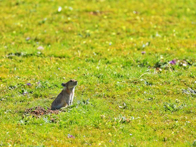 A plateau pika at Jiatang Grassland in Chindu county, Yushu Tibetan autonomous prefecture, in Qinghai province, north-west China. Thirty-one participants gathered for a nature-observing event this week at the grassland, 4,200 metres above sea level. (Photo by Tian Wenjie/Xinhua News Agency/Barcroft Media)