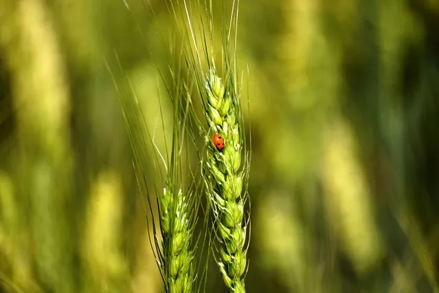 A ladybug (or ladybird beetle) sits on a wheat spike in the field on the outskirts of the village of Ajmer, India, on 14 March 2024. (Photo by Himanshu Sharma/NurPhoto/Rex Features/Shutterstock)