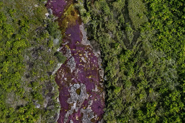 An overhead view of the Cano Cristales RIver in the Sierra de la Macarena in Colombia. (Photo by Olivier Grunewald)