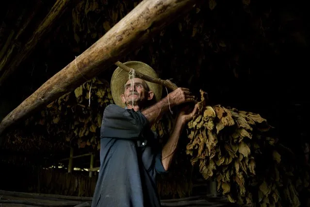 In this February 28, 2017 photo, a worker hangs tobacco leaves in a drying shed, at the Martinez tobacco farm in Cuba's western province Pinar del Rio. The tobacco leaves will be hung to dry for almost two months before being sent off for cleaning and eventually rolled into cigars. (Photo by Ramon Espinosa/AP Photo)