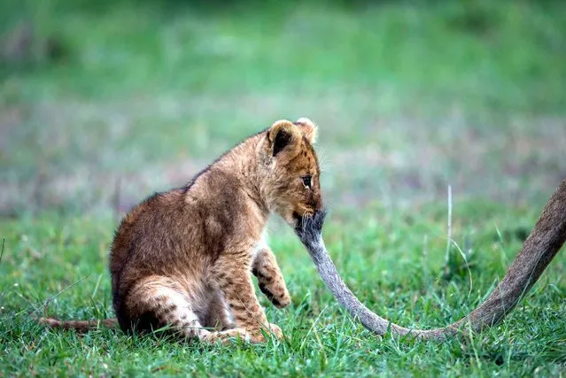 This scene between a cub and his mother was photographed in Kenya. (Photo by Paul Goldstein/Exodus/SIPA Press)