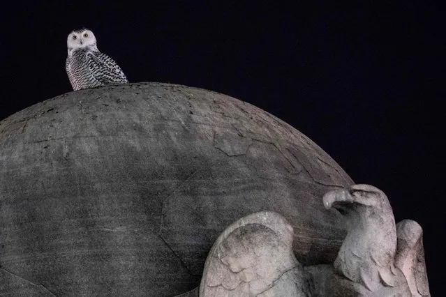 A rare snowy owl sits on top of the marble orb of the Christopher Columbus Memorial Fountain near Union Station in Washington DC, on January 12, 2022. (Photo by Stefani Reynolds/AFP Photo)