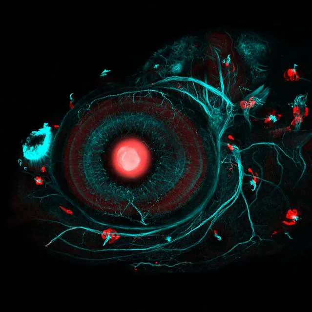 Zebrafish eye and neuromasts. This image was captured using confocal microscopy. The lens of the zebrafish is shown in red in the centre of the image, its nervous system is shown in blue, while the surrounding red structures are the neuromasts – cells which underpin the ability of fish to detect changes in the movement of the water. This in turn plays a role in all manner of behaviours including helping fish pick up the movements of prey. (Photo by Ingrid Lekk and Steve Wilson/University College London/Wellcome Images)