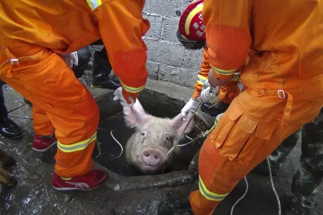 Firefighters pull a pig as they try to rescue it from a well at a pig farm in Huanghua township of Leqing, Zhejiang province, April 25, 2014. Seven local firefighters successfully rescued a 300 kg (661 lbs) pig which fell down a well on Friday morning, local media reported. (Photo by Reuters/China Daily)