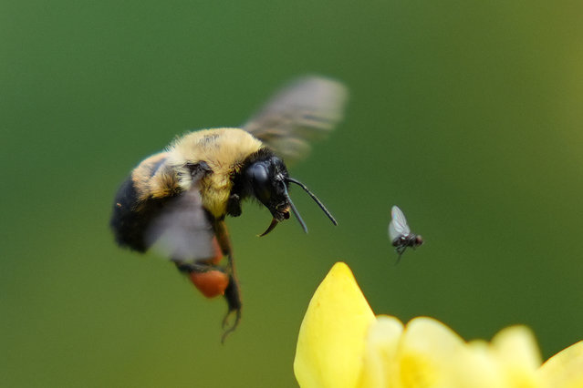 A bumblebee collects pollen from a flower at Toronto's Music Garden in Ontario, Toronto, Canada on June 20, 2024. (Photo by Mert Alper Dervis/Anadolu via Getty Images)