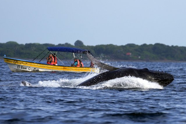 A humpback whale breaches off near Iguana Island, Panama, Sunday, July 14, 2024. The whale-watching season runs from July to October, the time that humpback whales migrate to the warm waters off Panama's Pacific coast to breed and give birth. (Photo by Matias Delacroix/AP Photo)