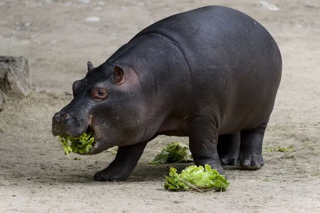Baby pygmy hippopotamus “Lani” eats a salad on May 17, 2014 at the Basel Zoo. It has been 14 years since a baby pygmy hippopotamus was last born at Basel Zoo. Lani came into the world on March 18, when it was still a little cold for her outside. Now, she joins her mother in the outdoor enclosure on warm, sunny days. Lani is one around 135 pygmy hippopotamuses in the European Endangered Species Programme. (Photo by Fabrice Coffrini/AFP Photo)