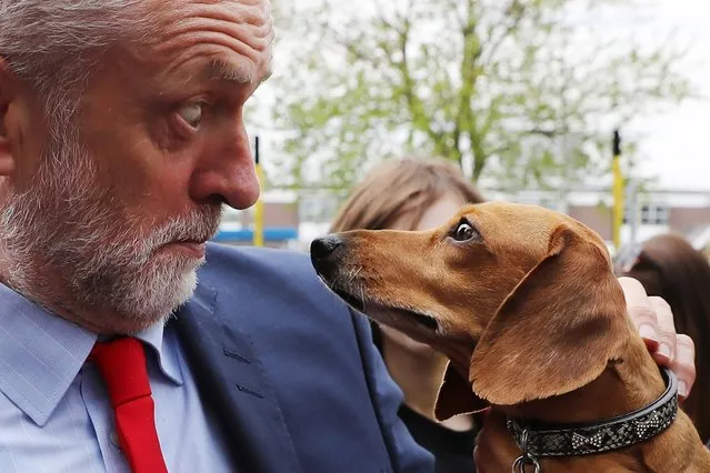 Labor Leader Jeremy Corbyn is startled by Cody the Dachshund during a campaign event outside the James Paget Hospital on May, 13, 2017 in Great Yarmouth, England. (Photo by Dan Kitwood/Getty Images)
