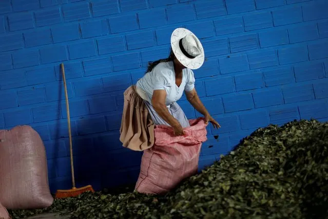A Bolivian farmer prepares coca leaves for sale one day before presidential elections in the region where presidential reelection candidate Evo Morales of the Movement Toward Socialism (MAS) party began his political career in the late 1980s, as leader of the coca growers' union, in Villa Tunari at the Chapare region, Bolivia on October 19, 2019. (Photo by Ueslei Marcelino/Reuters)