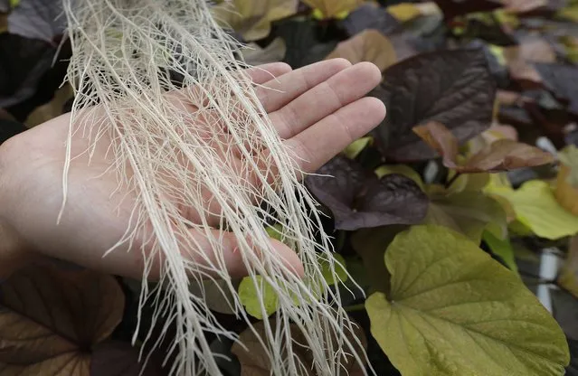 An employee holds a plant with roots at the Plant Advanced Technologies (PAT) company greenhouse in Laronxe near Nancy, Eastern France, June 19, 2015. (Photo by Vincent Kessler/Reuters)