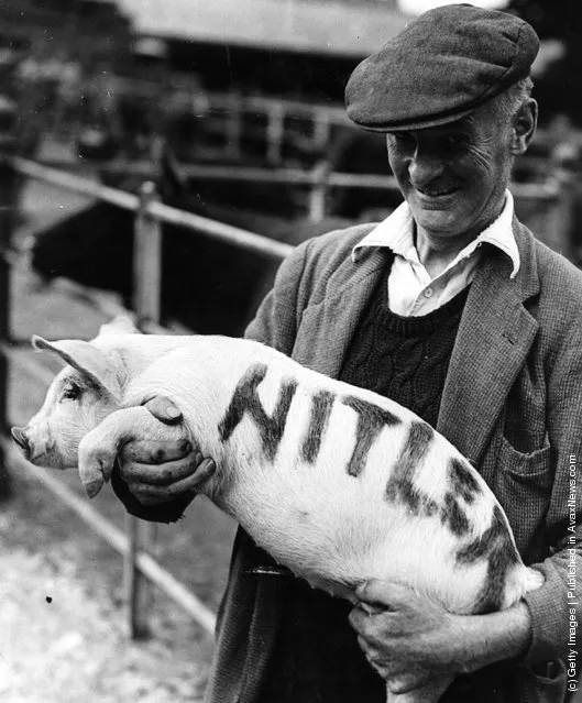 This greedy piglet was isolated from the rest of its litter by the farmer who named it Hitler after it tried to grab all the food at feeding time, 1942