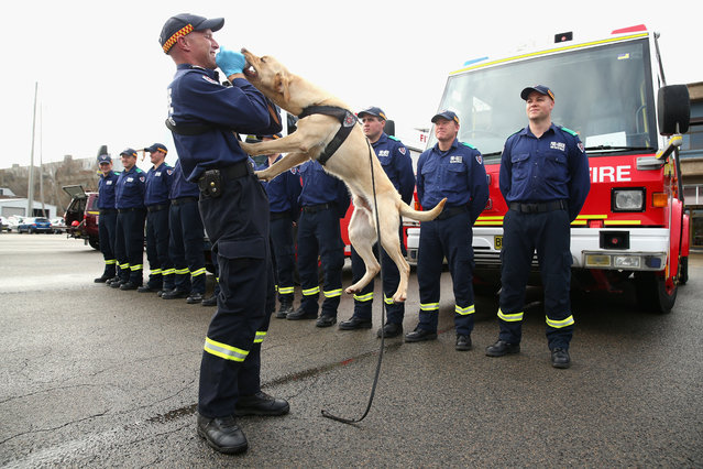 “Earl” the new firefighting dog is rewarded by firefighter and trainer Tim Garrett after detecting accelerant on July 23, 2015 in Sydney, Australia. Accelerant detection dogs demonstrate their abilities. The dogs are an important part of the fire investigation unit with their ability to sniff out accelerants on clothing, in burned out buildings and other environments. (Photo by Cameron Spencer/Getty Images)