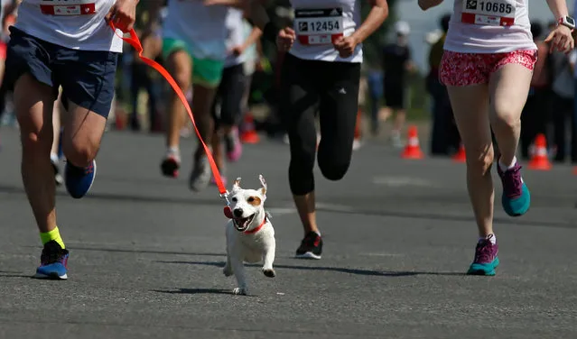A small dog runs during the adidas Running Hearts charity race in Moscow, Russia, 29 May 2016. More than ten thoushend people attended this year race with a distance of tree, ten and 21 km. The race was organized by the charity Foundation 'Naked Heart' founded by famous top model Natalia Vodianova in 2004. (Photo by Sergei Ilnitsky/EPA)