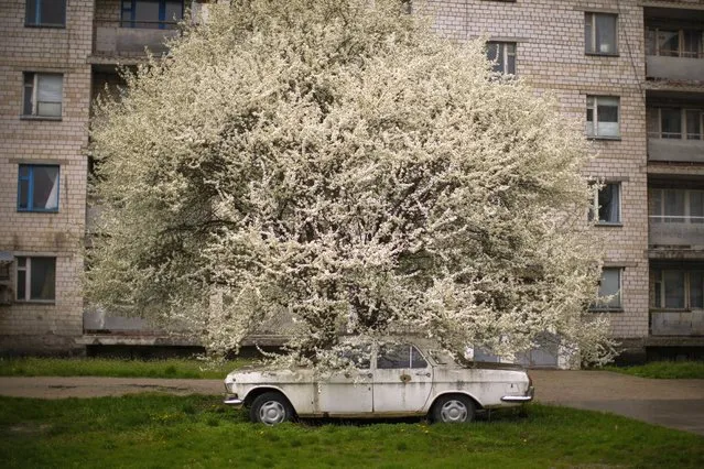 A car is parked under a tree in partially abandoned Chernobyl town, Ukraine, Tuesday, April 26, 2022. (Photo by Francisco Seco/AP Photo)