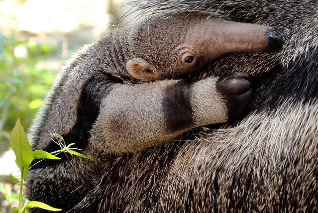 In this Tuesday, August 5, 2014 photo released by the Roger Williams Park Zoo, a baby giant anteater clings to his mother “Corndog” at the zoo in Providence, R.I.  The yet-to-be-named baby was born July 25. Anteaters, which can eat up to 35,000 termites and ants per day, are native to Central and South America. Only 5,000 are thought to remain in the wild. (Photo by Brett Cortesi/AP Photo/Roger Williams Park Zoo)