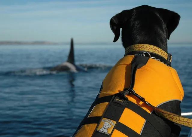 In this 2012 photo provided by the Center for Whale Research, a dog trained to sniff for orca scat sits on a boat in the Salish Sea in Washington state. A new study released Thursday, June 29, 2017 says that the small population of endangered Puget Sound orcas hasn't been successful at giving birth because they're not getting enough salmon to eat. (Photo by Center for Whale Research via AP Photo)
