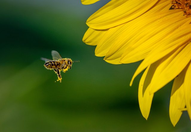 A bee flies to a sunflower on a field in the outskirts of Frankfurt, Germany, Wednesday, August 28, 2024. (Photo by Michael Probst/AP Photo)