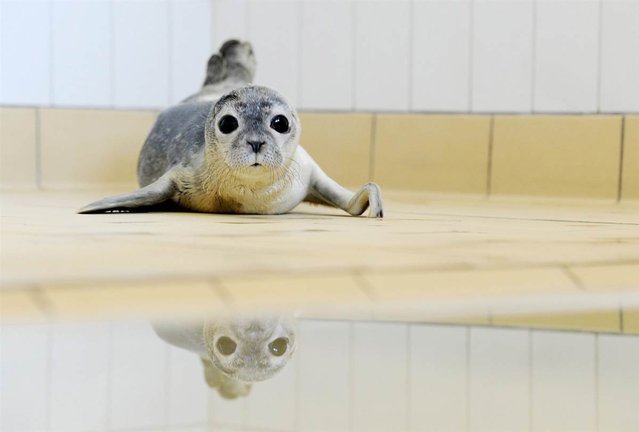 Baby seal Butz is reflected in the waters of a bassin at the seal quarantine station in Norden-Norddeich, Germany on June 8, 2012