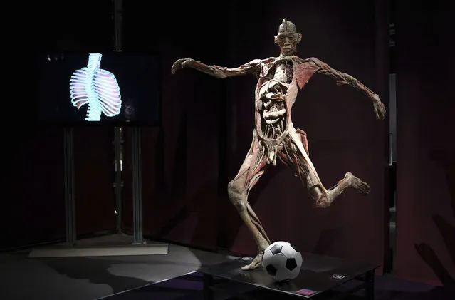 A plastinated human body exhibit with a soccer ball is seen during the media viewing for the exhibition “The Human Body” in Ostend