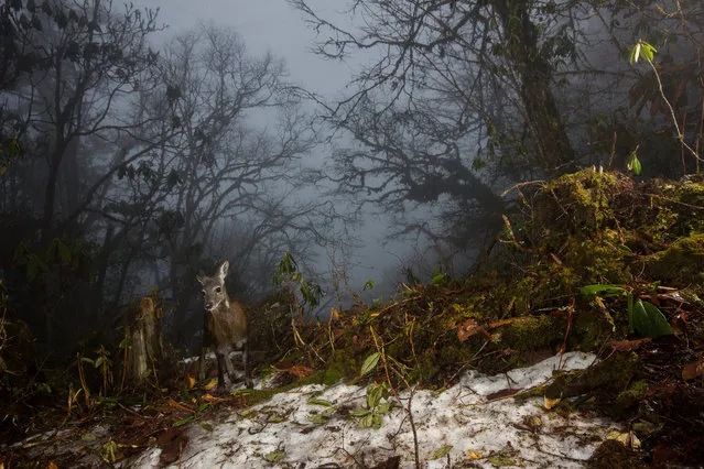 ... and then a musk deer. (Photo by Emmanuel Rondeau/WWF UK/The Guardian)