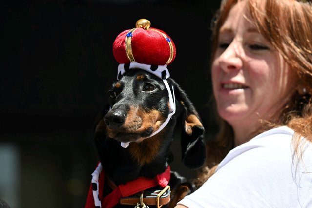 Natalie Hulford holds Captain Bigglesworth while waiting for Britain's King Charles III and Queen Camilla to visit Sydney Opera House on October 22, 2024. (Photo by Saeed Khan/AFP Photo)