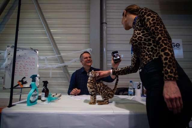 A Bengal kitten and its breeder prepare to participate in a show by the WCF (World Cat Federation) in Budapest, Hungary, 03 November 2024. (Photo by Zoltan Balogh/EPA/EFE)