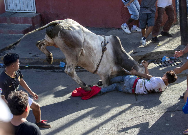 A bull charges at a man during the traditional dance of the “culonas cows” during the festivities of Santo Domingo de Guzman, in the San Jose Oriental neighborhood, in Managua, Nicaragua, 09 August 2023. The traditional dance of the 'culonas cows' and the bullfights in the Santo Domingo de Guzman festivities marks 30 years of being celebrated in the streets of the eastern neighborhoods of the Nicaraguan capital. (Photo by Jorge Torres/EPA)