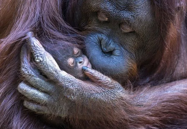 An orangutan cub born two weeks ago is in safe hands at Rostock zoo, Germany on June 28, 2022. The cub, born on June 15, 2022, is the sixth orangutan offspring born in the Darwineum, which opened in 2012. Mother and child are already out and about in the indoor and outdoor enclosures, where they can be observed by visitors. (Photo by Jens Büttner/dpa via AP Photo)