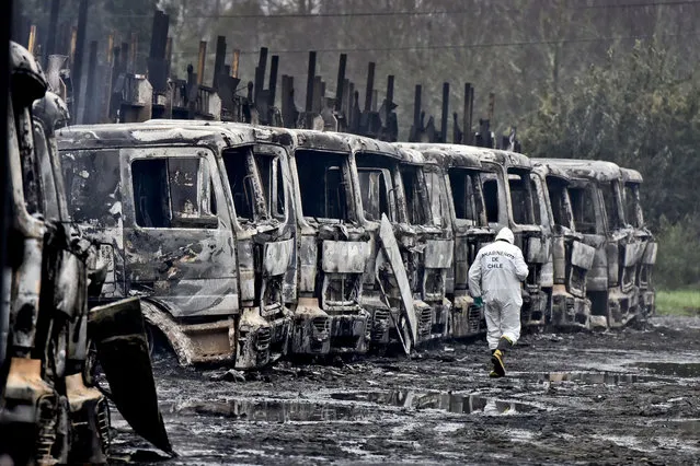 A police investigator walks past a row of charred trucks in San Jose de La Mariquina, in Chile's Los Rios region, Monday, August 28, 2017. Hooded men burned several dozen trucks belonging to the privately owned Chilean company Sotraser SA. The attack occurred 800 kilometers, about 500 miles, south of Santiago, where groups of hooded men continually carry out violent actions mainly directed at large loggers in the area, a land that centuries ago belonged to the Mapuches, the native Indians of Chile. (Photo by Miguel Angel Bustos/Aton Chile via AP Photo)