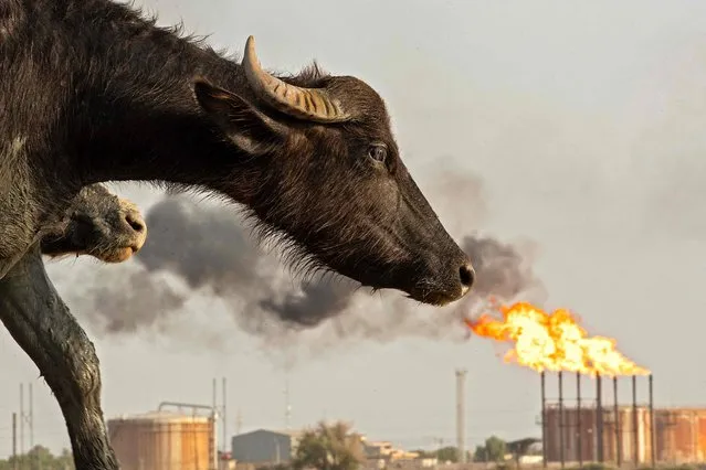 A water buffalo is pictured across from the Nahr Bin Omar oilfield in Iraq's southern province of Basra on July 18, 2022. (Photo by Hussein Faleh/AFP Photo)