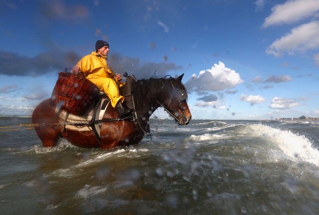 Gunther Vanbleu, 49, a Belgian shrimps fisherman with 10 years of experience, rides his carthorse named Martha to haul a net out of the sea to catch shrimps during low tide in the Belgian coastal town of Oostduinkerke, as part of the Belgian tradition and UNESCO's Representative List of the Intangible Cultural Heritage of Humanity, Belgium on October 24, 2023. (Photo by Yves Herman/Reuters)