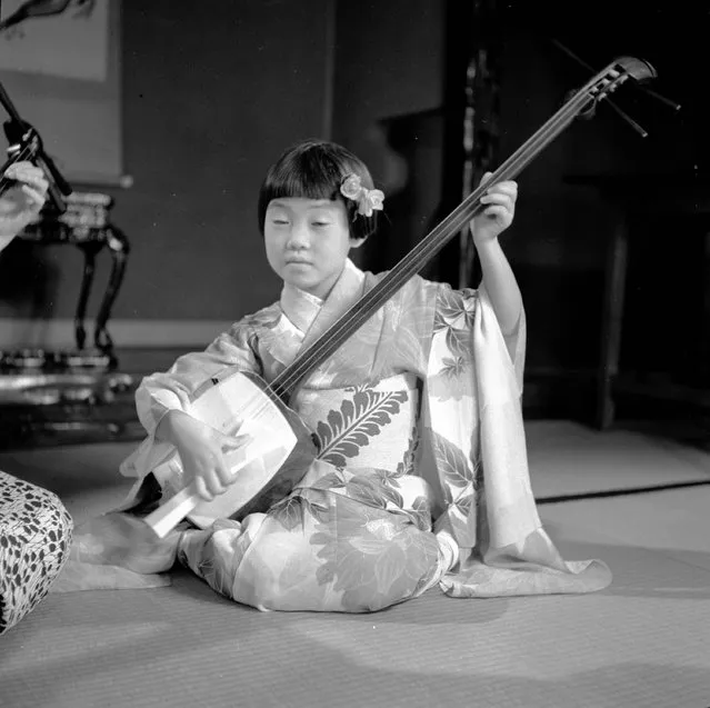 A young girl wearing a typical Japanese Geisha kimono sits playing the “Samisen”, a traditional Japanese string instrument, circa 1950. (Photo by Evans/Three Lions)