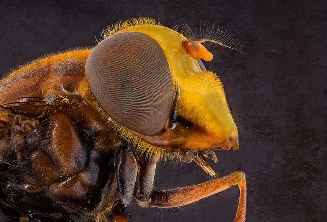 Hover Fly. (Photo by Kutub Uddin/Caters News)