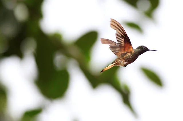 A hummingbird flies in the sanctuary “El Paraiso de los Colibries” near Cali, Colombia, July 28, 2016. (Photo by Jaime Saldarriaga/Reuters)