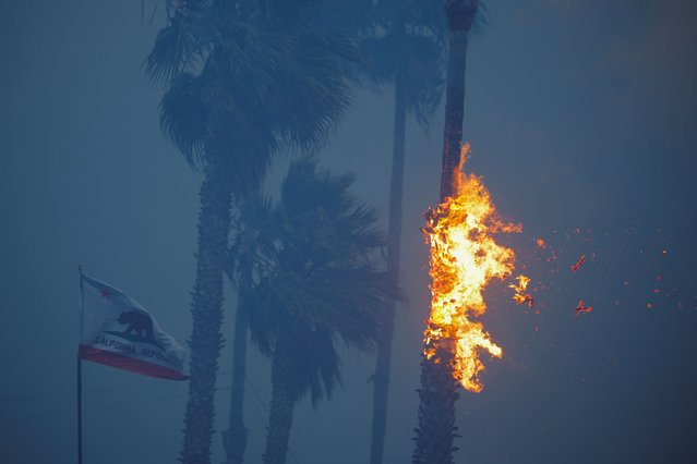 A palm tree burns at Sunset Bech during a wildfire in the Pacific Palisades neighborhood of west Los Angeles, California, on January 7, 2025. (Photo by Mike Blake/Reuters)