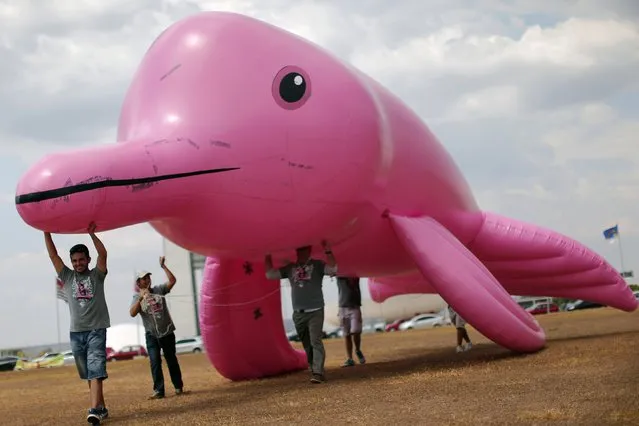 Men position an inflatable giant figure in the shape of a pink river dolphin in front of the National Congress in Brasilia, September 2, 2014. The figure was placed by organizers of the Red Alert conservation campaign, which is trying to halt the killing of dolphins, which is illegal but common. (Photo by Ueslei Marcelino/Reuters)