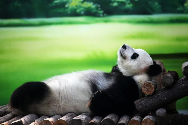 10-year-old panda Xin Yue lounges at the Taihu Lake National Wetland Park in China on September 24, 2012. (Photo by China Foto Press/Zuma Press)
