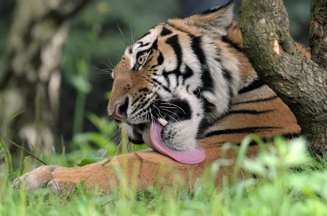Tiger Yasha shows his tongue in Hagenbecks zoo in Hamburg, northern Germany on August 4, 2016. (Photo by Fabian Bimmer/Reuters)
