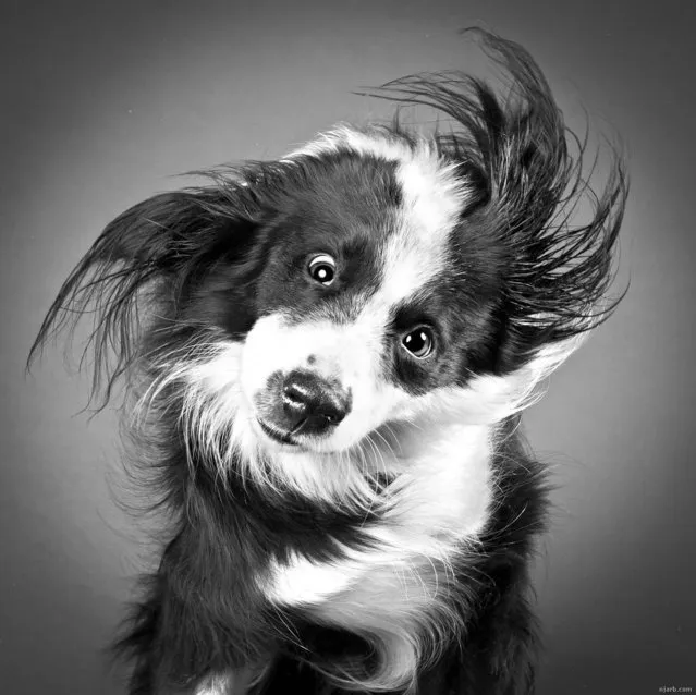 Dogs and Cats by Pet Photographer Carli Davidson