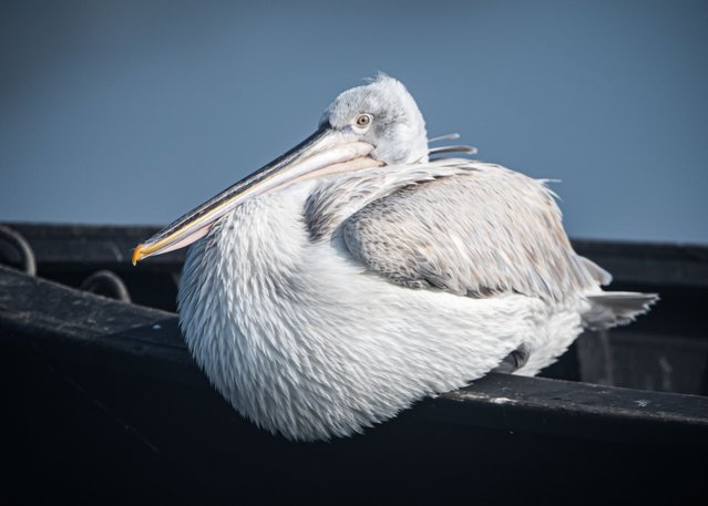 A pelican is seen as they gather around fishermen, hoping to feast on leftover fish from the day's catch in Bandirma district of Balikesir on January 20, 2025. Bird Lake, located in Bandirma district of Balikesir, serves as a vital ecosystem supporting diverse bird species, aquatic plants, fish populations, and various reptiles. This unique habitat is particularly important for piscivorous birds. During winter months, when fish activity decreases, pelicans are frequently observed along the lake's shoreline, strategically positioning themselves near areas where they wait for the fishermen to return from the hunt (Photo by Alper Tuydes/Anadolu via Getty Images)
