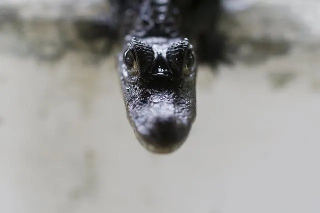 A baby fuscus crocodile is pictured at Panagator, a sustainable crocodile farm, on the outskirts of Panama City September 11, 2015. (Photo by Carlos Jasso/Reuters)
