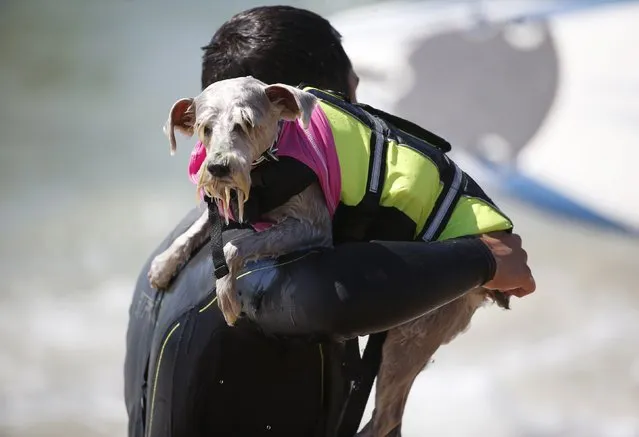 A dog is carried back into the water after riding a wave at the 6th Annual Surf City surf dog contest in Huntington Beach, California September 28, 2014. (Photo by Lucy Nicholson/Reuters)
