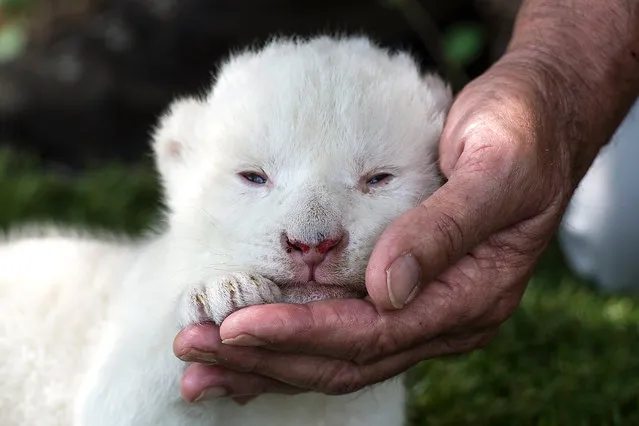 White King, the first white lion cub to be born in Spain, is presented to the press at the Guillena World Park Reserve in Sevilla on June 10, 2020. (Photo by Cristina Quicler/AFP Photo)
