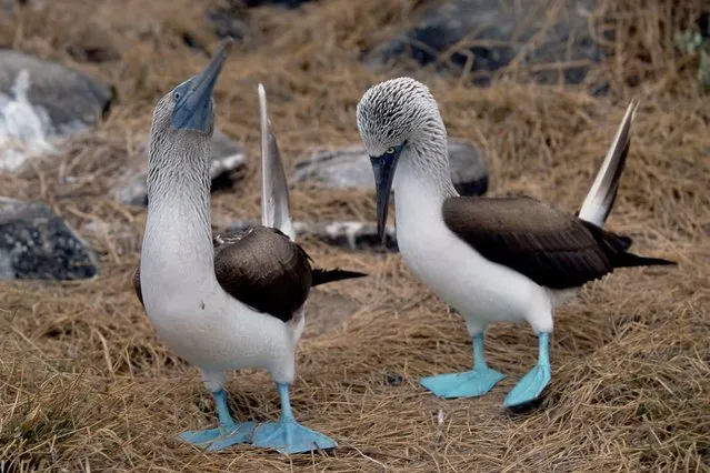 Blue-Footed Booby