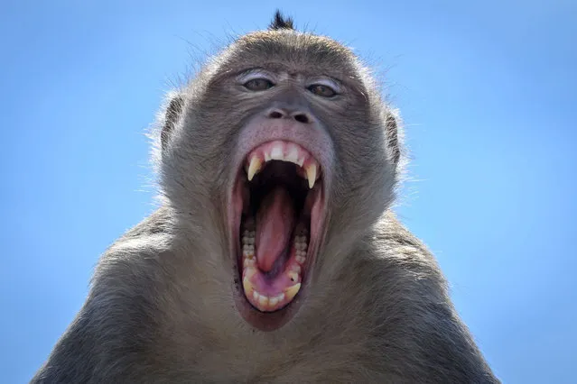 This picture taken on June 20, 2020 shows a longtail macaque baring its teeth in the town of Lopburi, some 155km north of Bangkok. Lopburi's monkey population, which is the town's main tourist attraction, doubled to 6,000 in the last three years, forcing authorities to start a sterilisation campaign. (Photo by Mladen Antonov/AFP Photo)