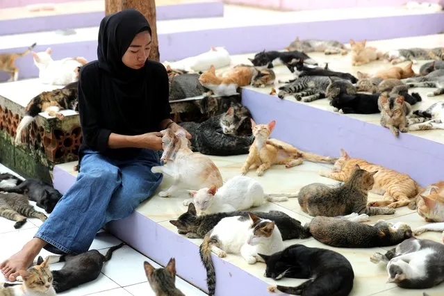 An Indonesian keeper cleans up cats at Clow cats and animals shelter in Bogor, Indonesia, 04 October 2022. At least 1,300 stray cats, 60 abandoned dogs and 4 monkeys are accommodated at Clow in an attempt to control the abandoned pets population in Jakarta and Bogor. World Animal Day is annually observed on 04 October and 2022 theme is “A Shared Planet”, which highlights that the world belongs to every living creature and not just humans. (Photo by Bagus Indahono/EPA/EFE)